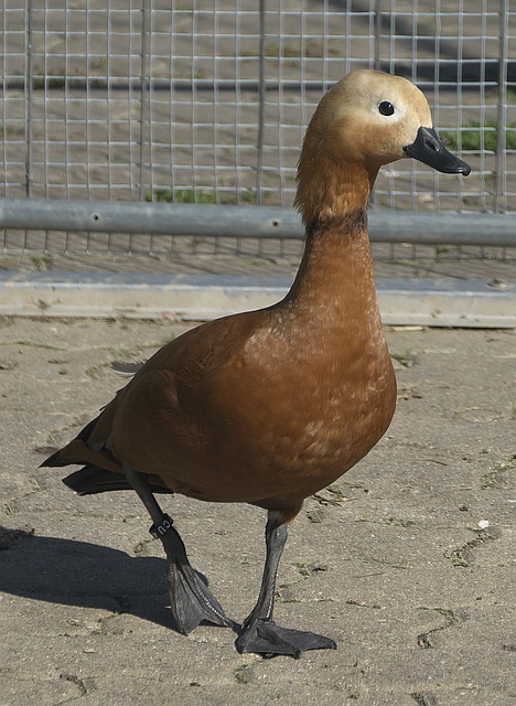 一步